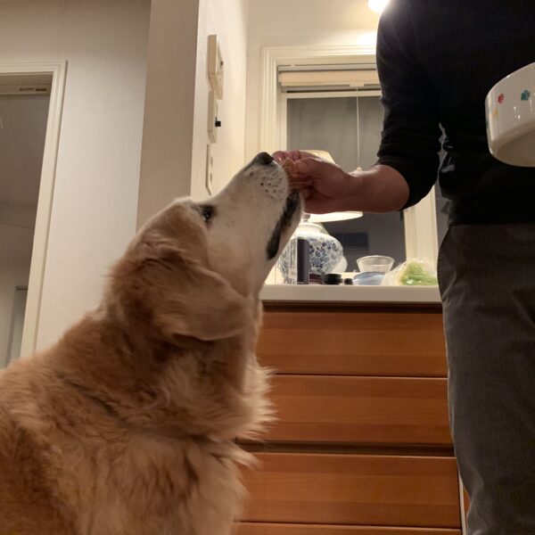 人間の食べるものを犬にあげてはいけない？